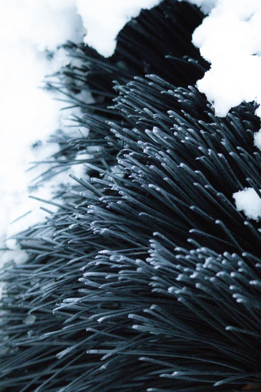 a bunch of black and white flowers covered in snow