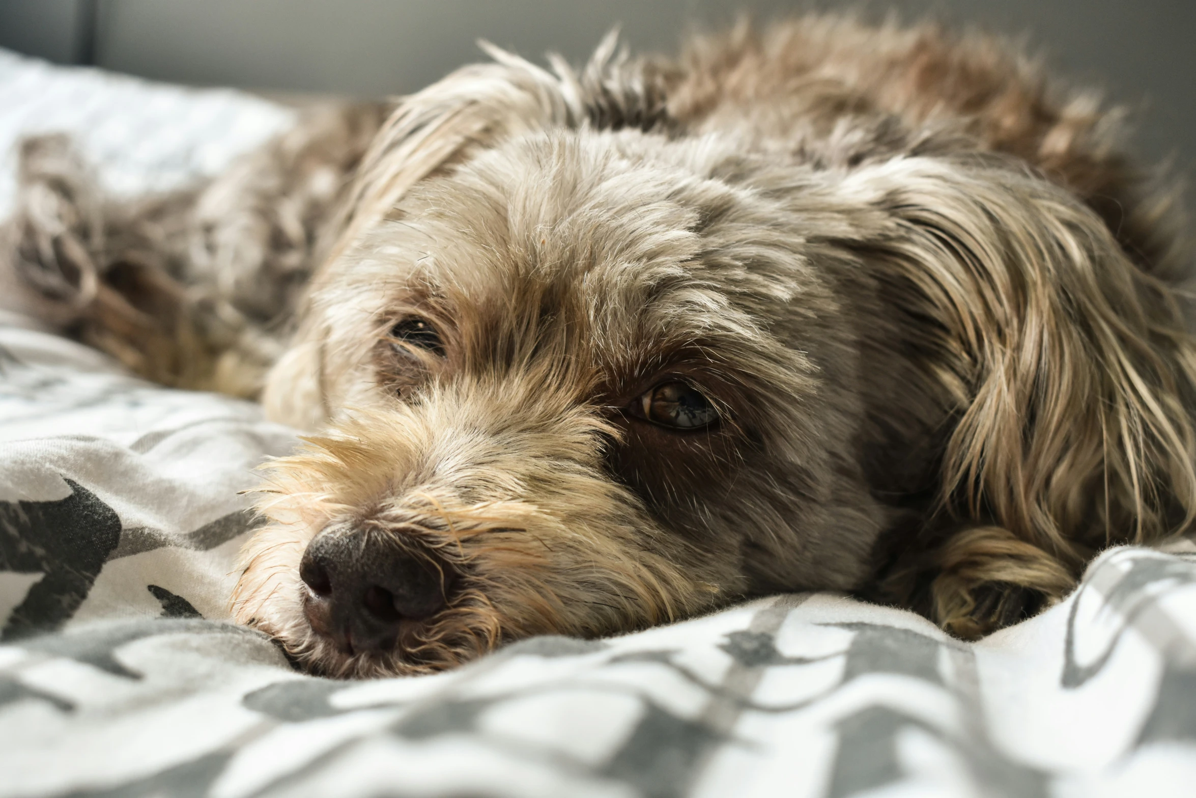 a small brown dog laying down on a bed