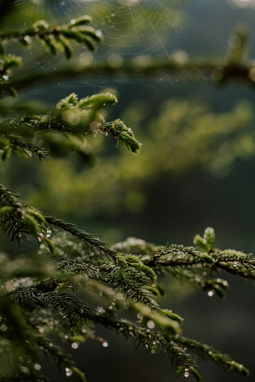 the nch of a tree with drops of dew