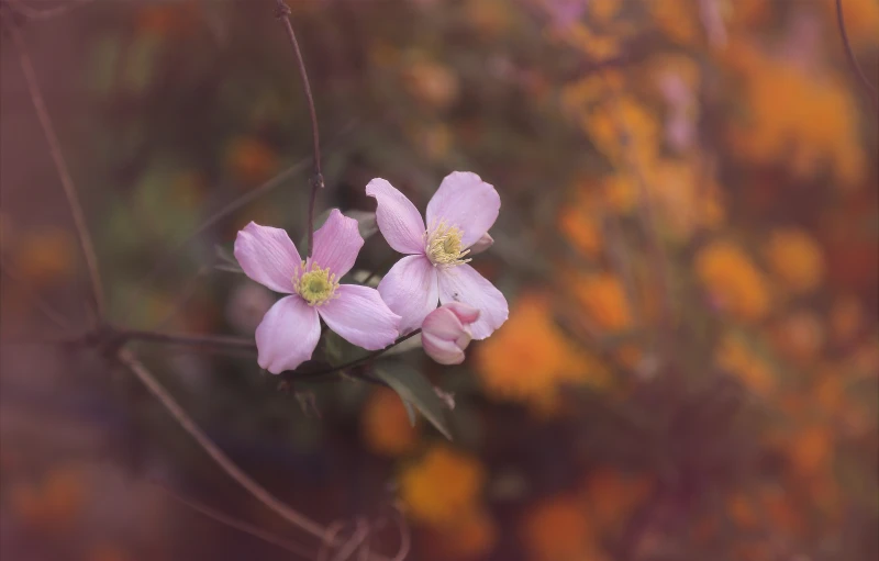 flowers that are on a vine and some leaves