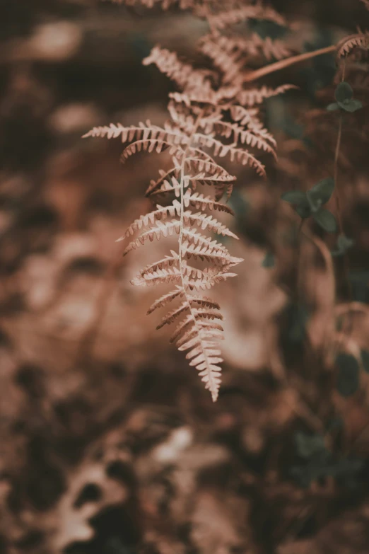 a plant that has some leaves on it