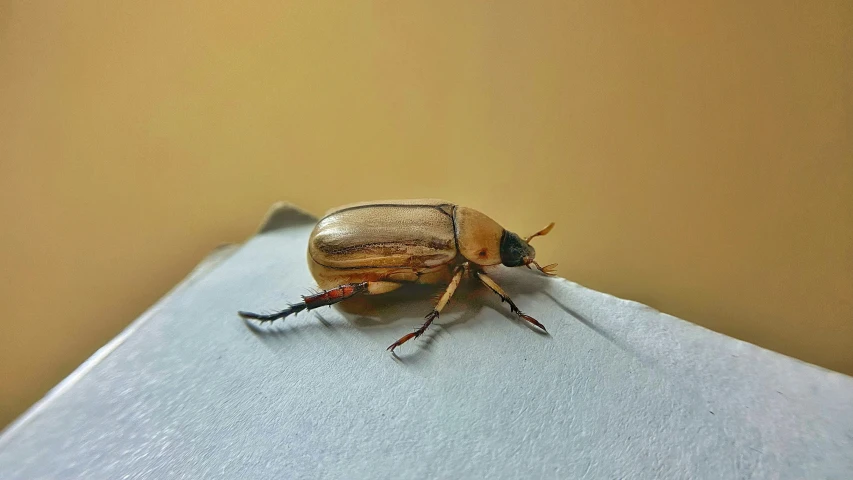 a close up of a beetle on the wall