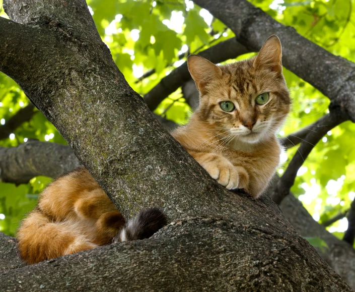 two cats laying in a tree one is on the other side of the tree