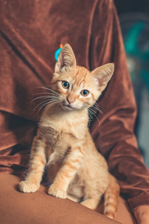 a person is petting a orange kitten