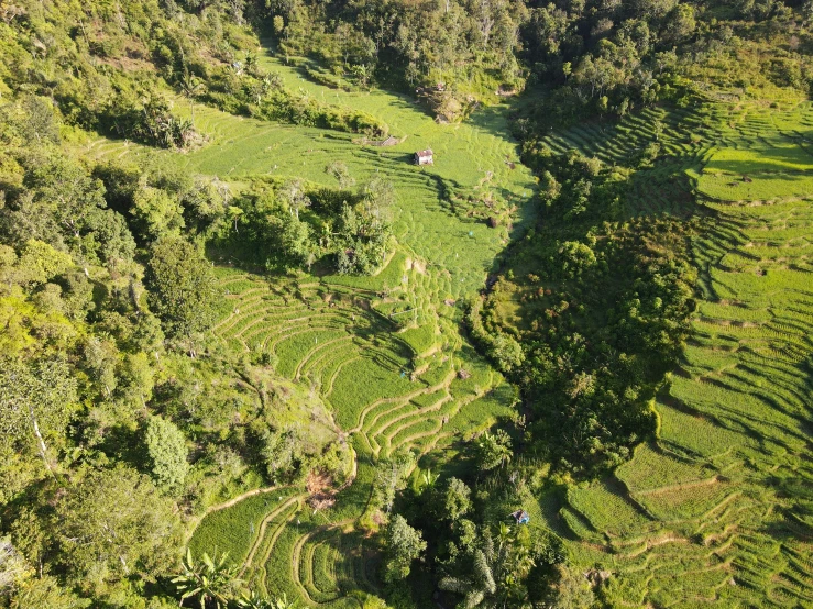 an aerial view of a lush green forest