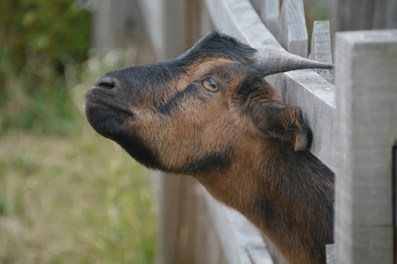 a baby goat stands looking over a fence