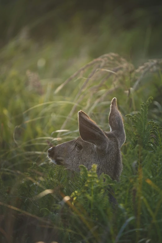 the deer looks out over the tall grass