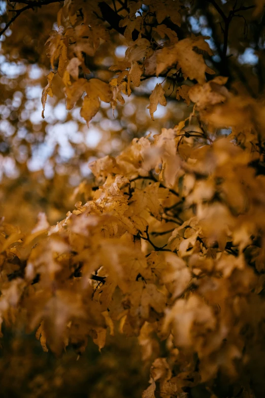 there is an orange tree that has many leaves