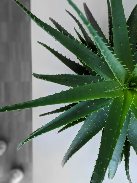 the bottom half of a green plant in a vase