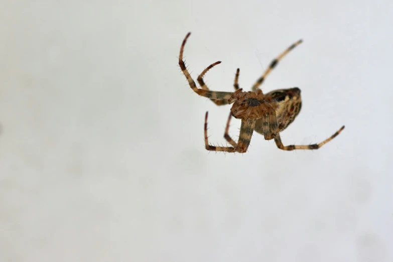 a spider hanging in the middle of its web