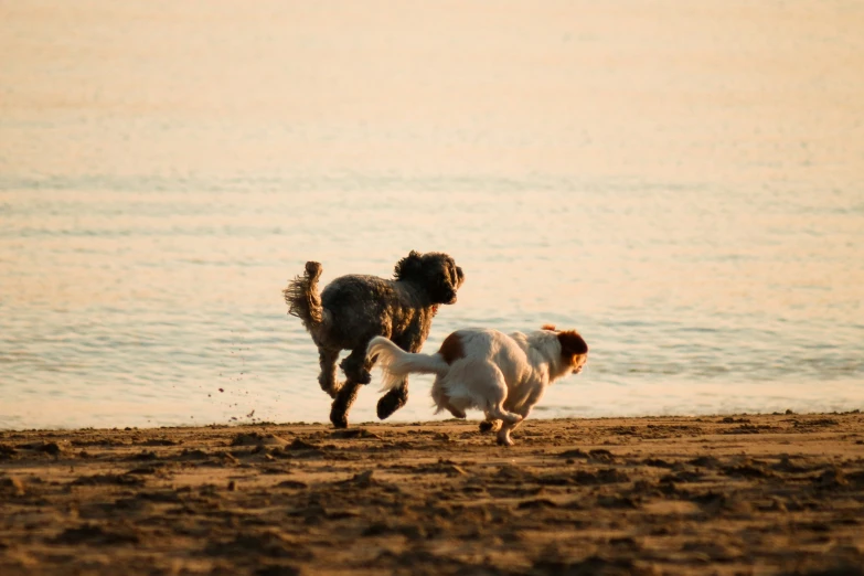 two dogs are running along the beach together