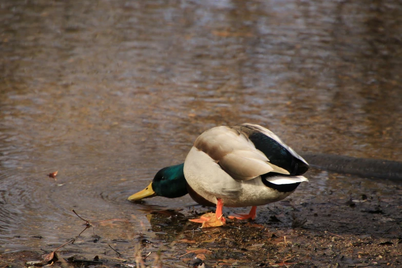 a duck is walking around in the water