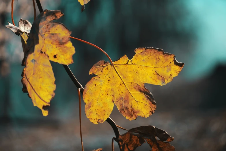 some yellow leaves with brown tips and a blurry background