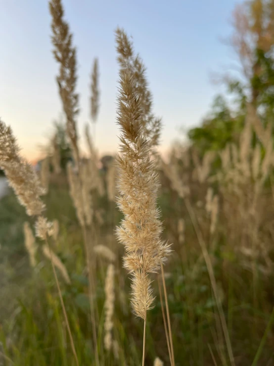 some brown plants and a sky in the background