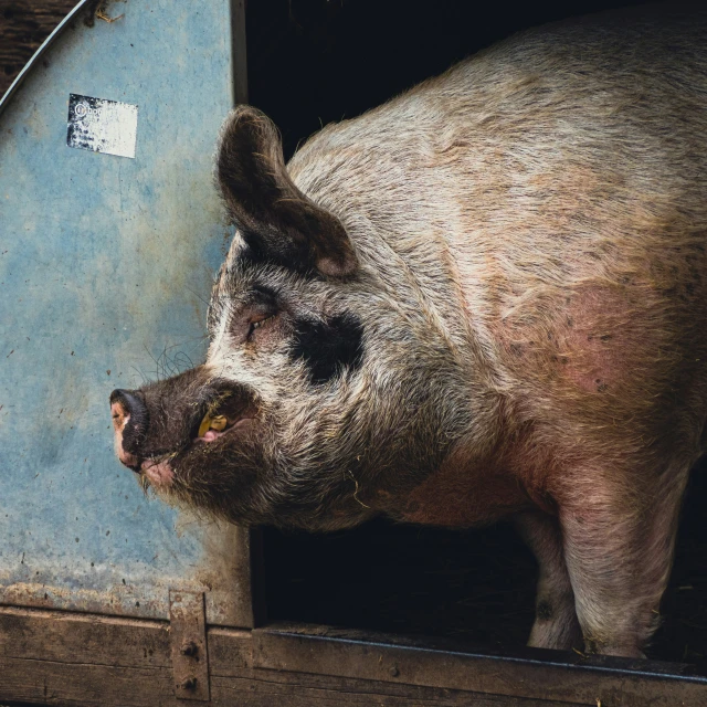 a large pig that is inside of a blue box