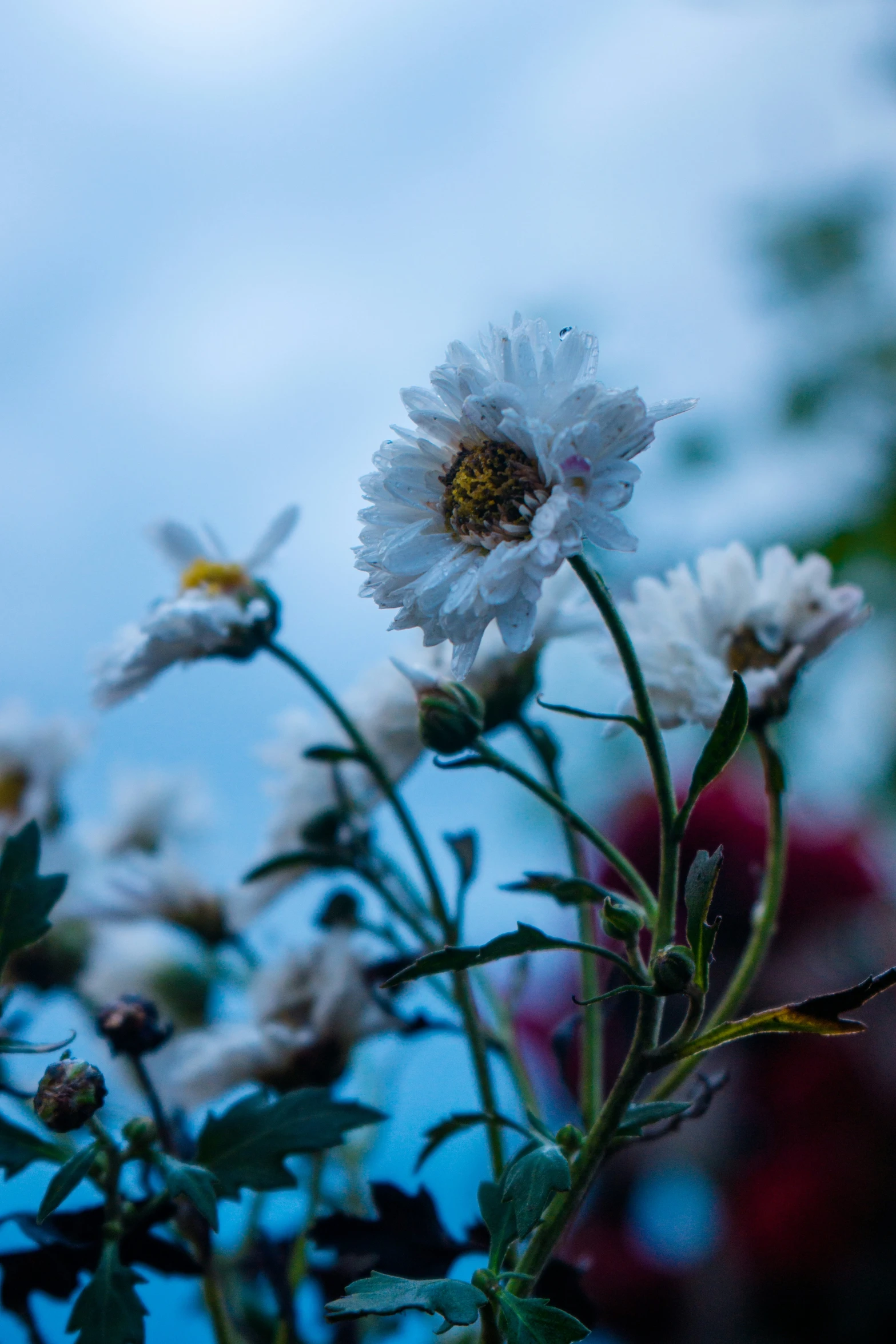 white flowers are shown on a sunny day