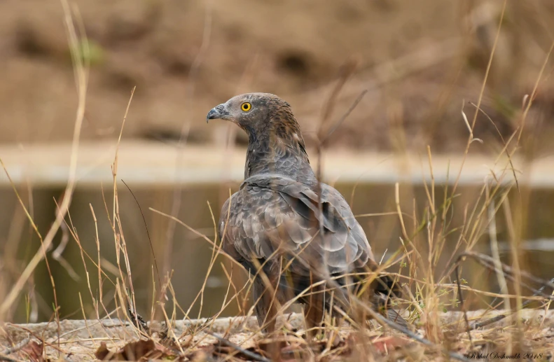 a bird that is standing in the dirt