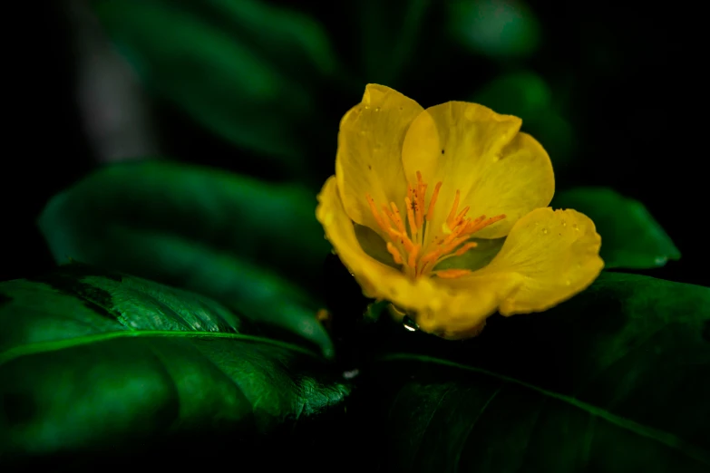 a yellow flower with some green leaves in the background