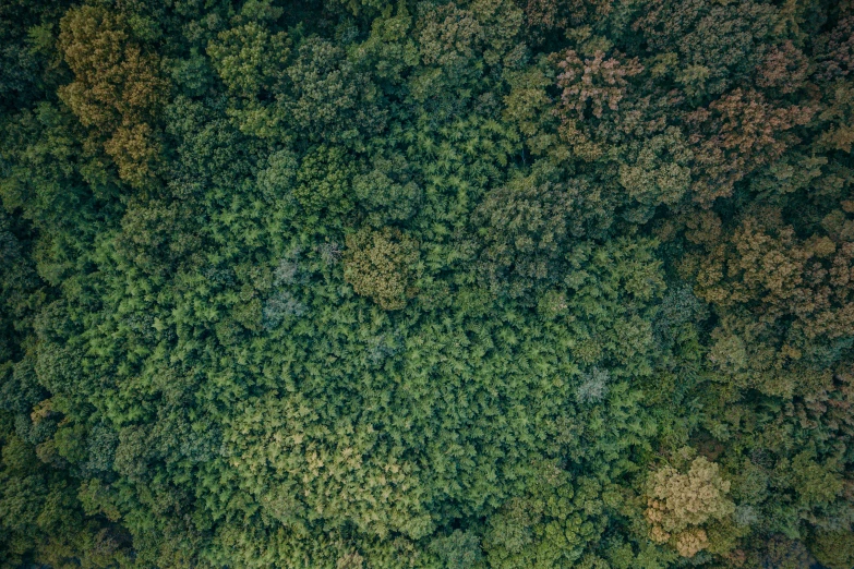 a very tall tree covered forest area with trees