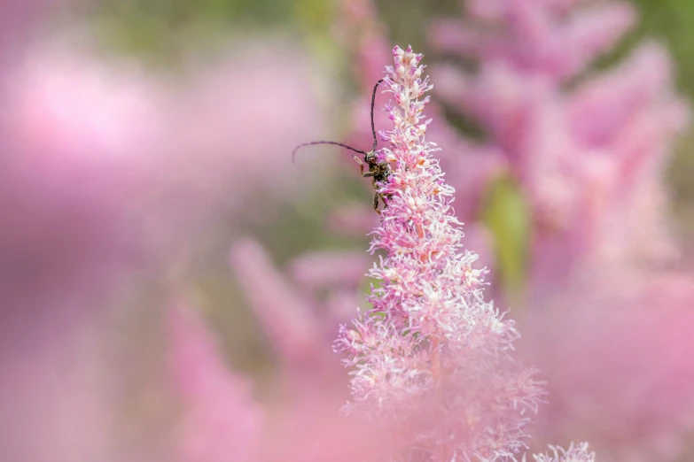 a bug crawling on some white and pink flowers