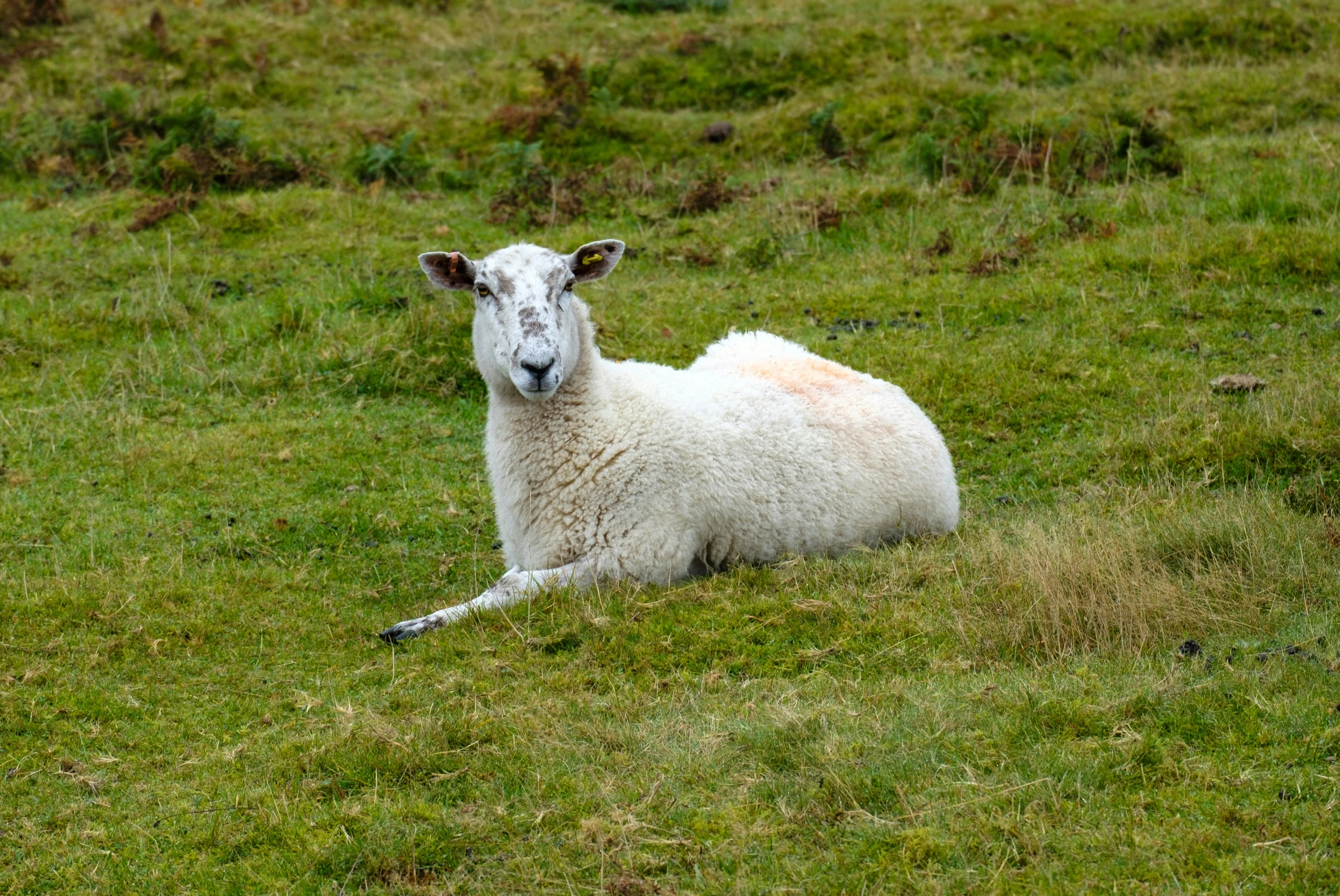 a sheep lying in the grass in an open field