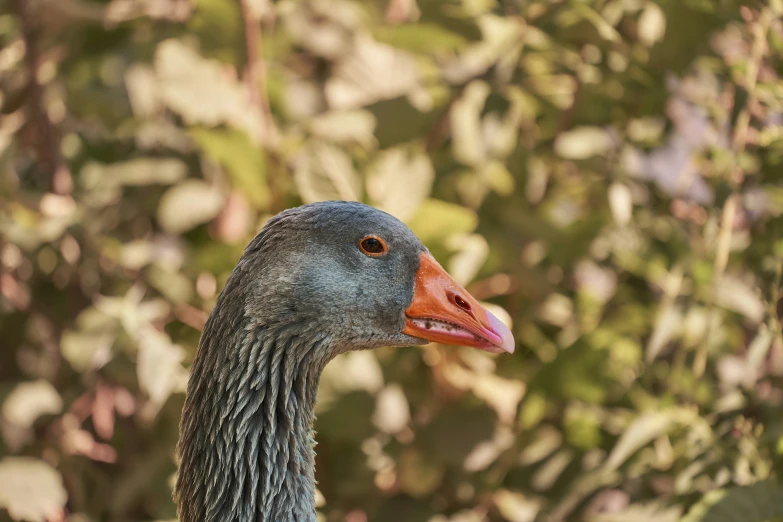 a grey bird with orange beak and short bill