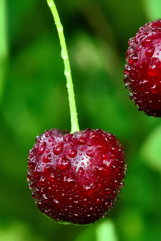 dew covered fruits sitting on top of a green plant