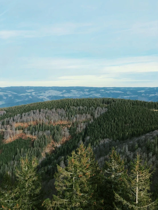 trees on the slope and a mountain behind them