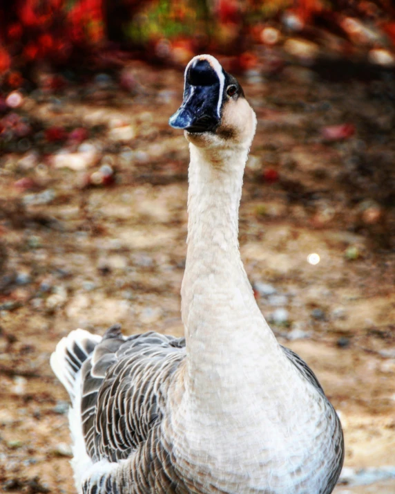 a very big pretty bird standing by itself