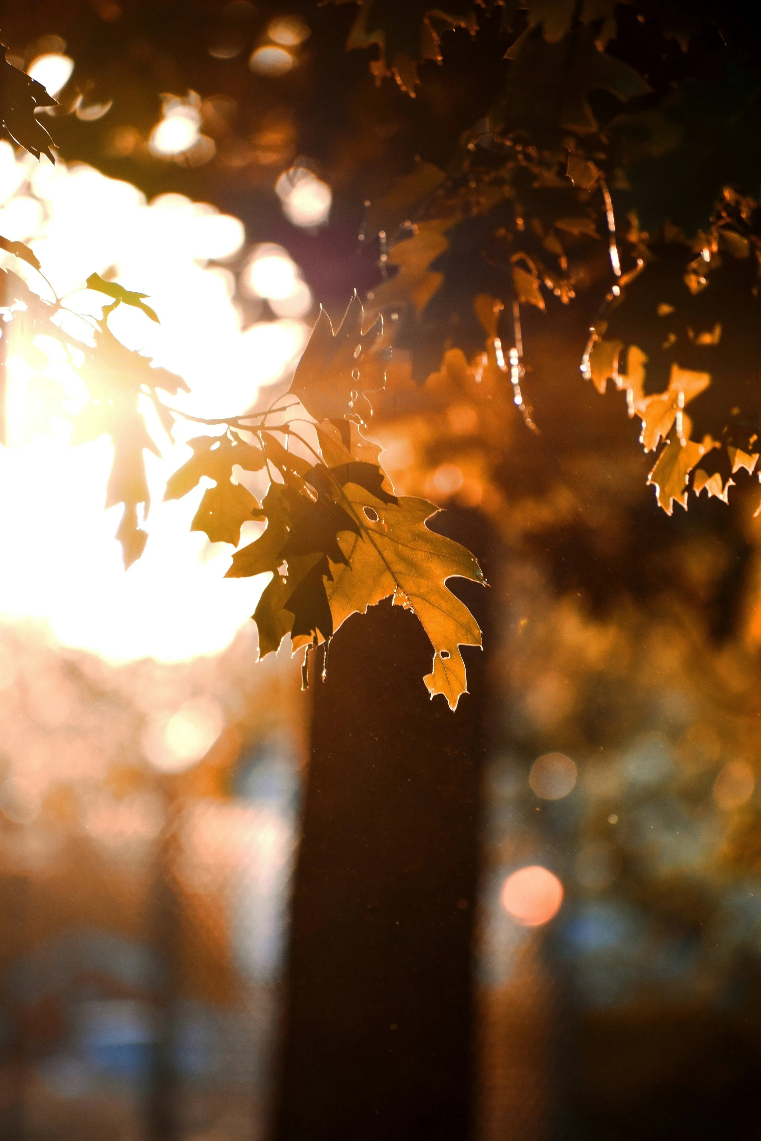 an autumn leaf with the sunlight shining through the trees