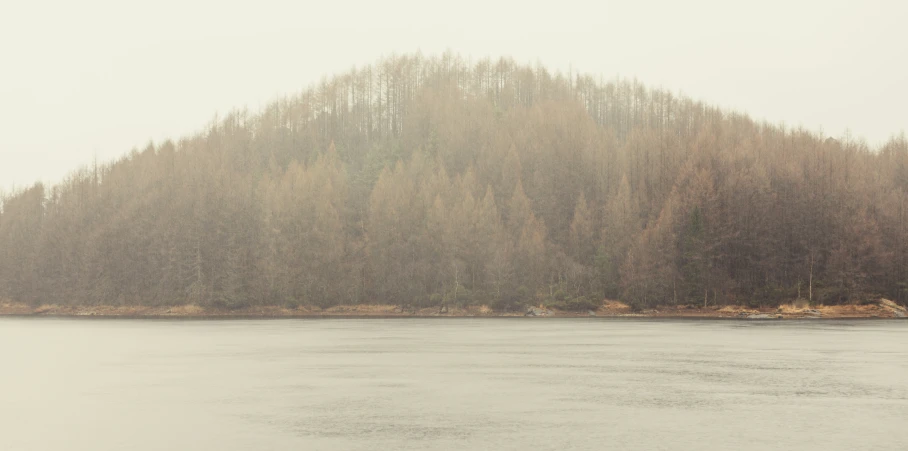 trees on a hillside above water near shore