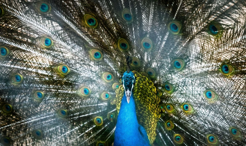 the rear end of a peacock with it's feathers open