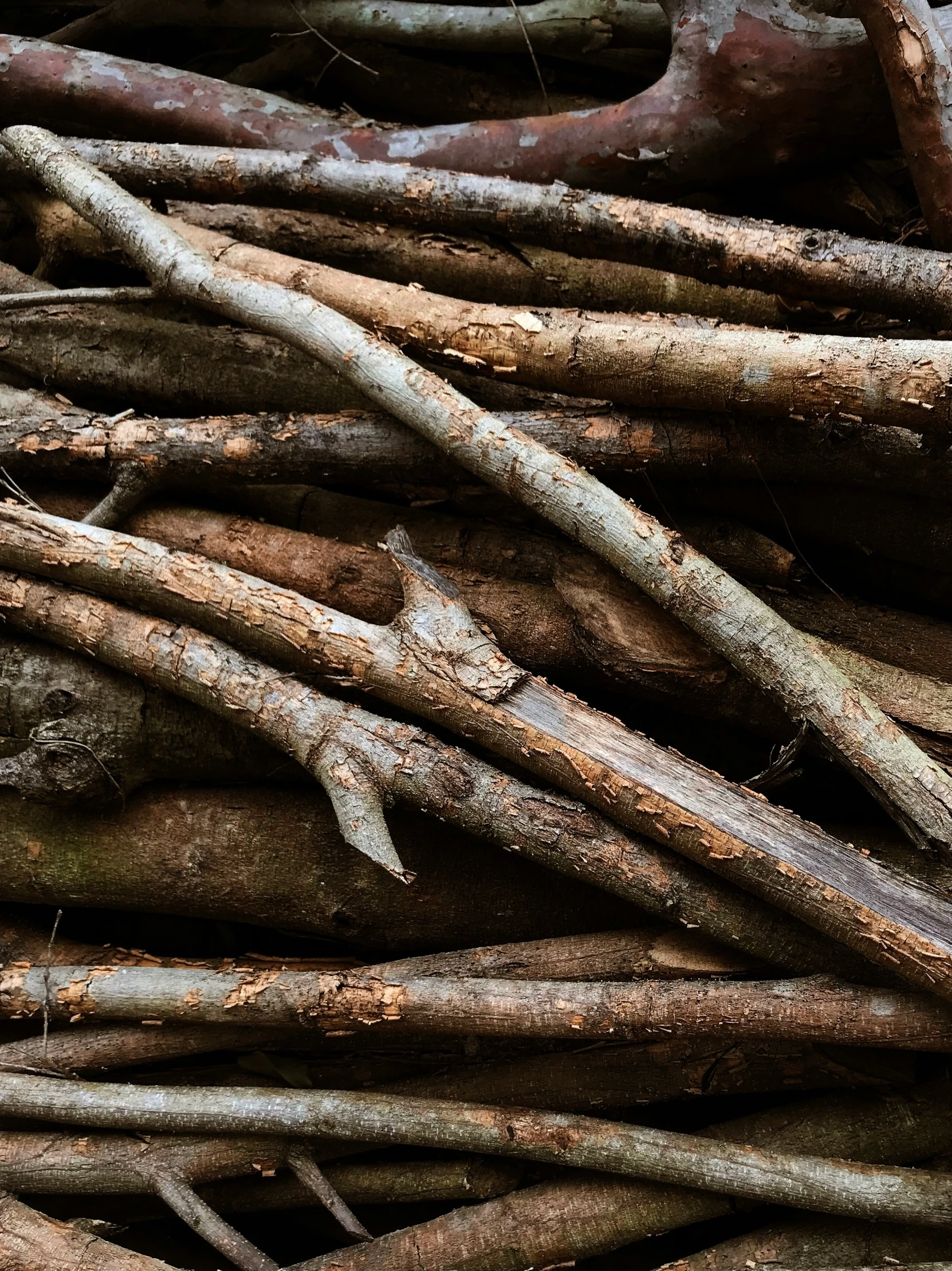 closeup of a stack of roots in front of a fence