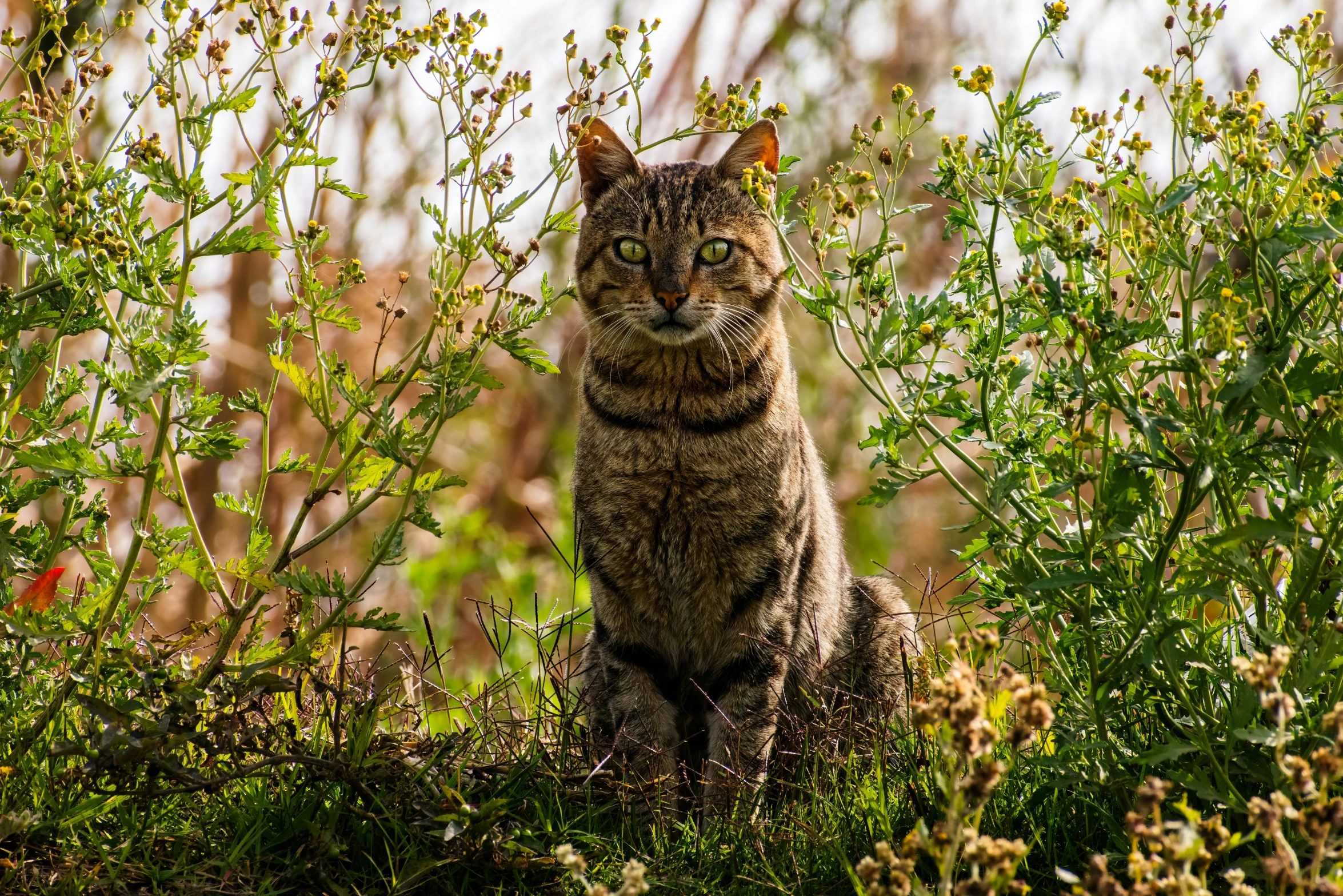 a cat is sitting in the grass near some bushes