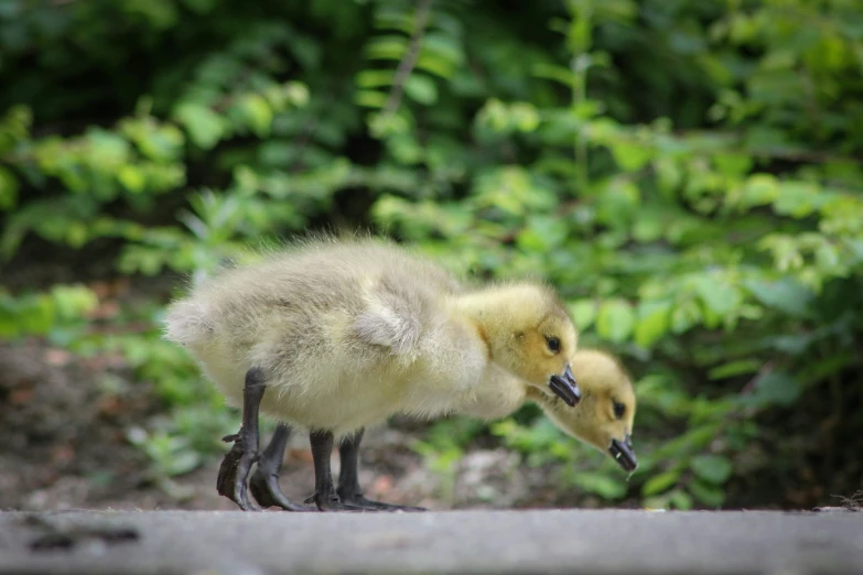 two baby ducks standing next to each other