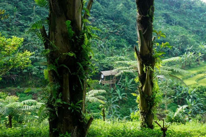 the trees are covered in greenery in the jungle