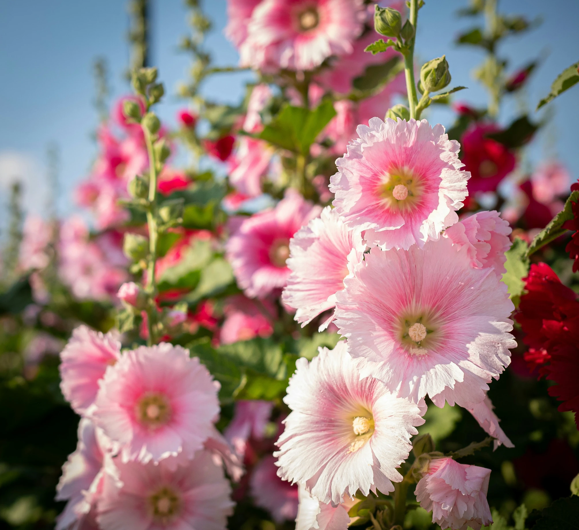 this is some pink flowers next to red flowers