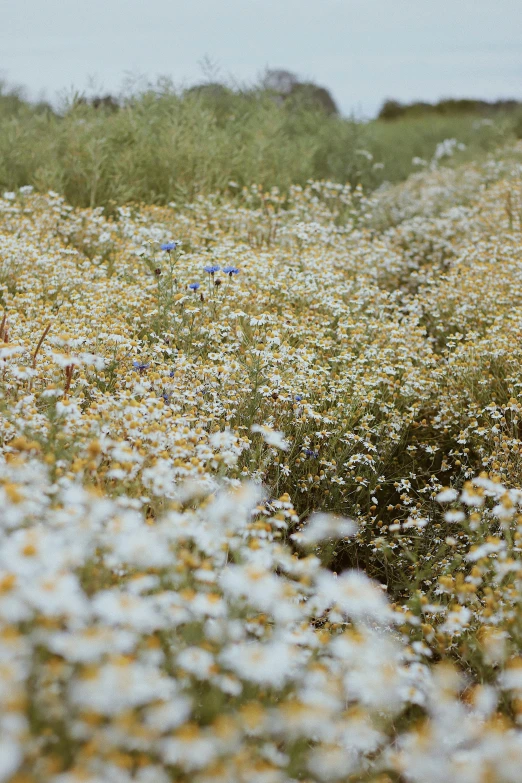 the large field has white daisies all around