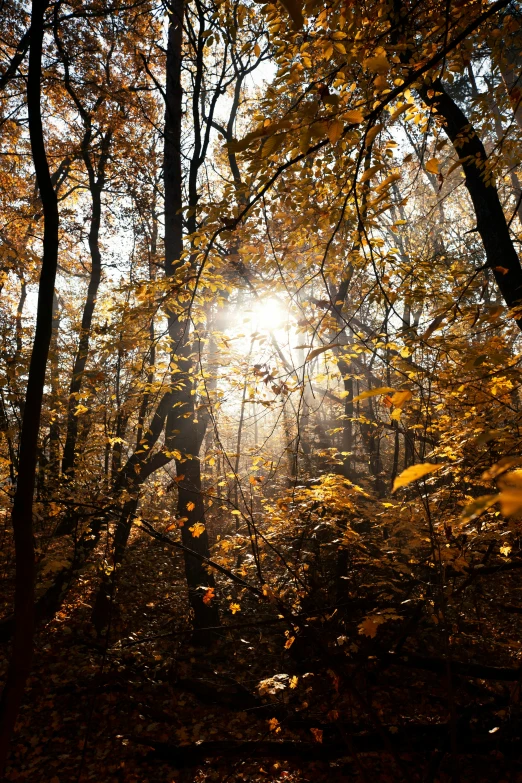 trees covered in leaves, during the autumn season