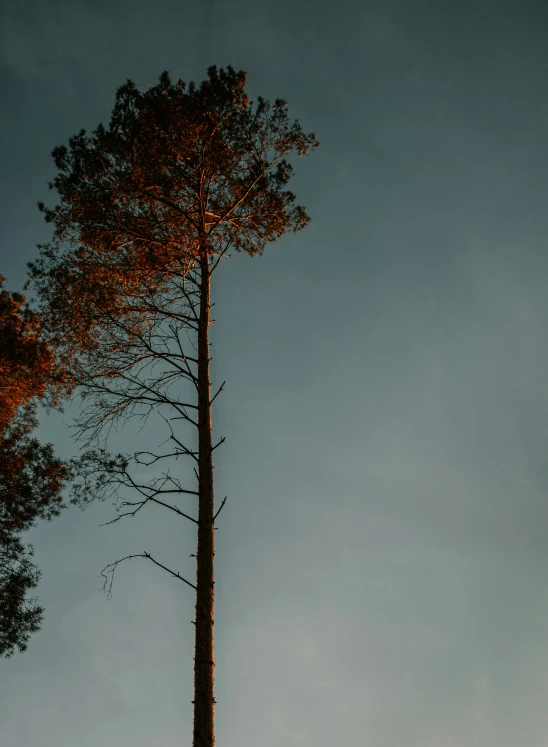 a very tall tree that has no leaves