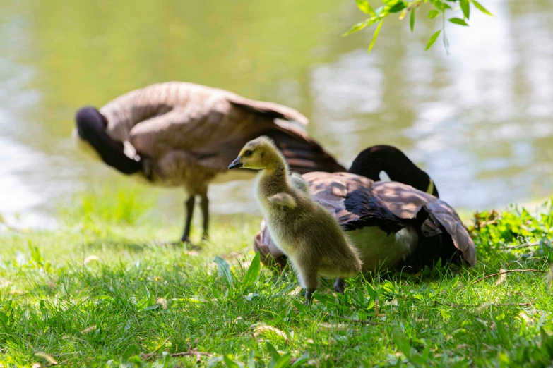 a couple of birds that are on some grass