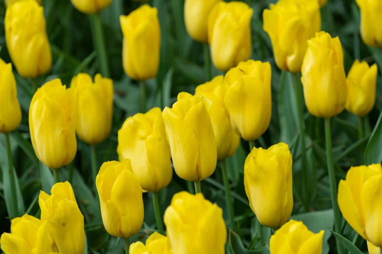 many yellow flowers in a field of green