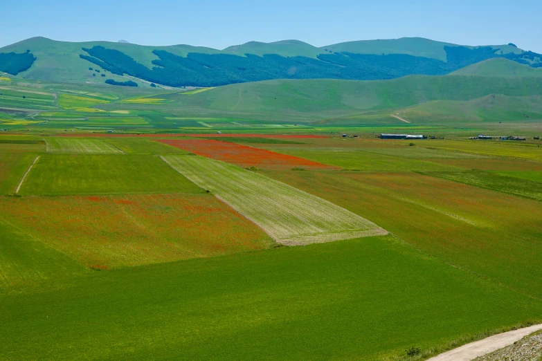 a big grassy plain with many flowers in it