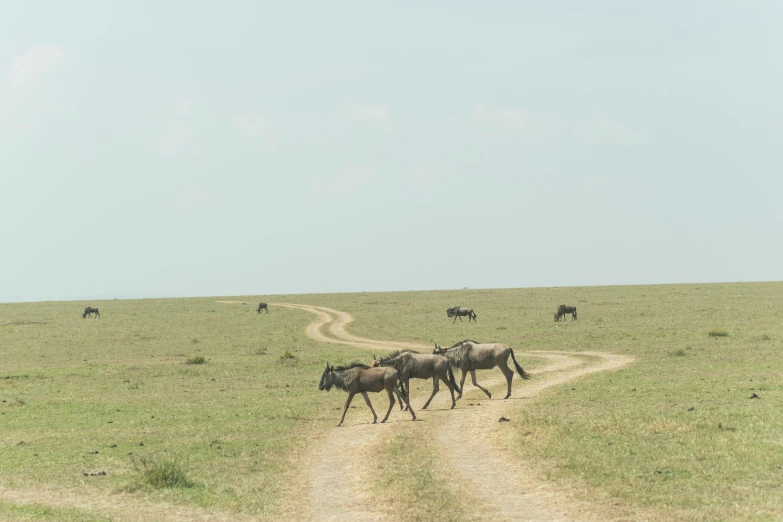 several wild animals running across a dirt road