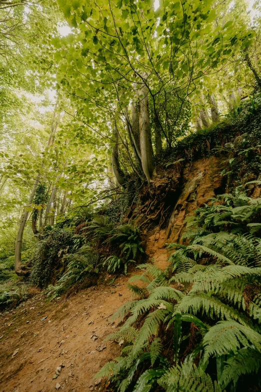 the green leaves of trees and ferns surround a dirt path