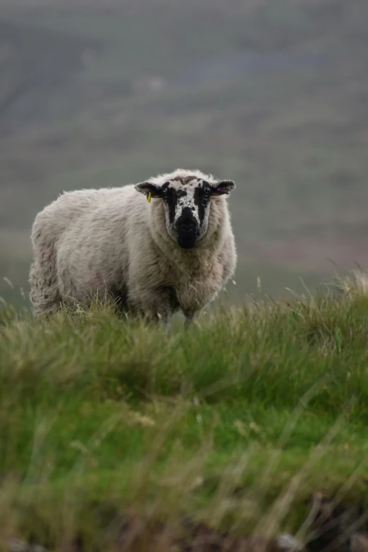 the sheep is looking at the camera while walking through the grass