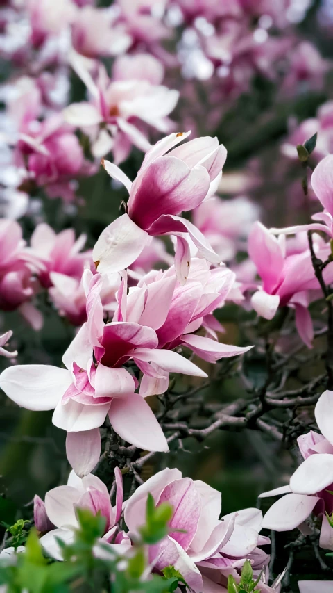 several large pink flowers on top of some trees