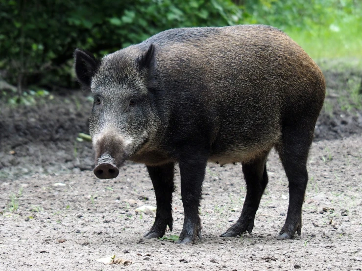 a close up of a pig standing in dirt