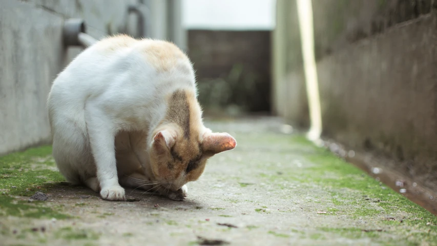 a cat is sniffing the ground by itself