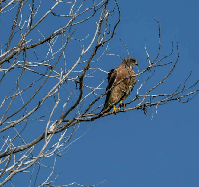 an image of a bird perched on a tree nch